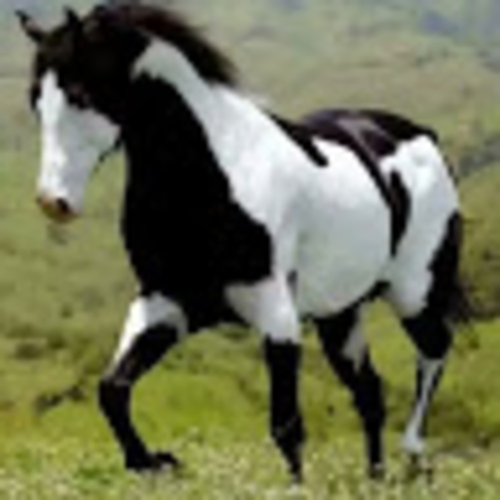 Meet your Posher, Susan